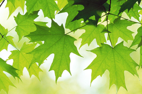 好运连连的植物摆放风水