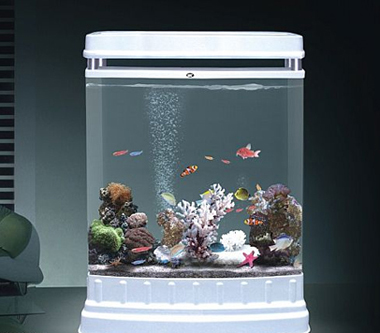 居家风水要吉祥 揭秘养鱼的三种“催财大法”