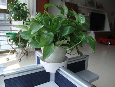 办公室植物摆放风水