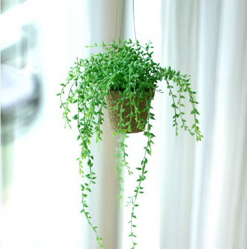 家居精选净化空气的植物