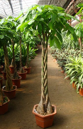 家养黄金葛 黄金滚滚来