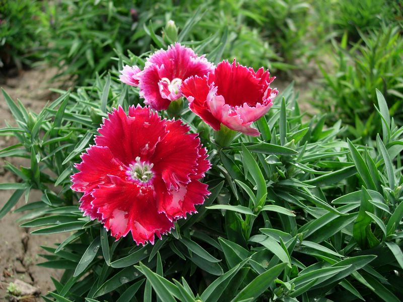 鲜花与开运风水